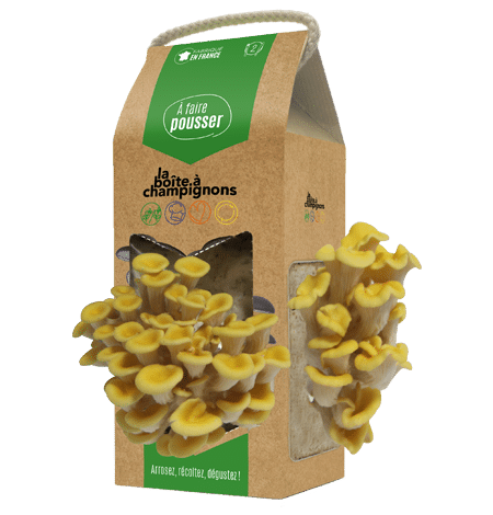 kit-pleurotes-jaunes-la-boite-a-champignons