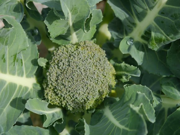 Brocoli