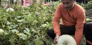 Des variétés disparues revivent grâce à une banque