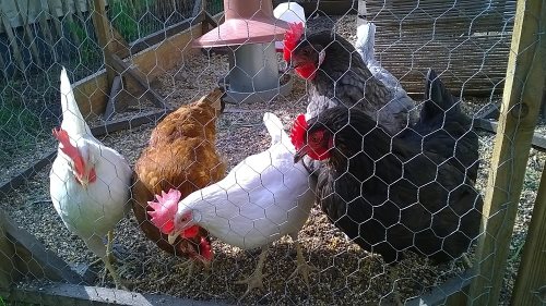 poules-du-potager-bio-au-pied-de-la-tour-eiffel