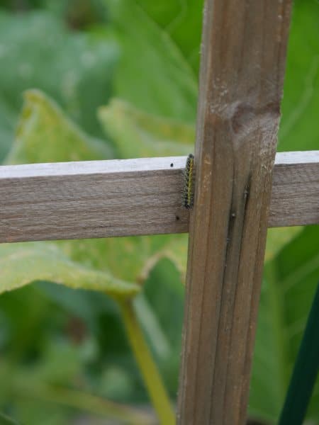 une chenille dans le potager