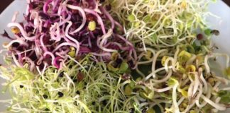 Les graines germées