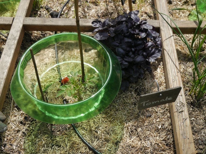 Basilic pourpre avec un jeune plant de tomate