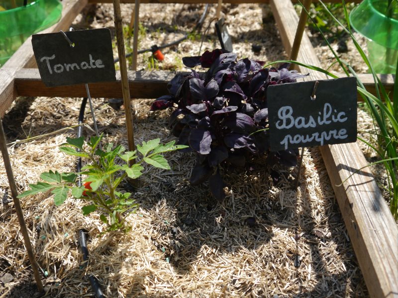 Jeunes plants de tomate de de basilic pourpre