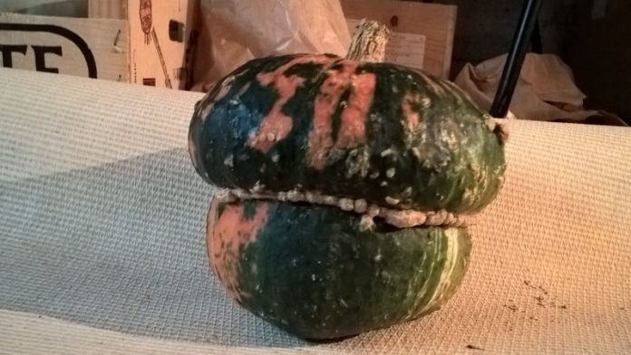 Comment Faire Pour Rendre Les Olives Comestibles Courges, citrouilles, potirons, cucurbitacées… Comment les distinguer