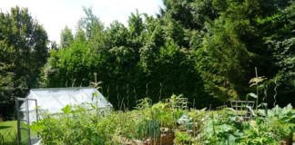 Comment protéger votre potager de la chaleur