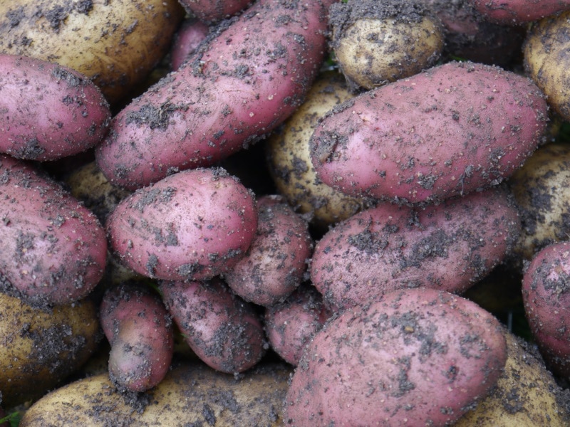 Un potager insolite : Cultivez des légumes originaux !