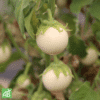 Aubergine blanche ronde à oeuf-