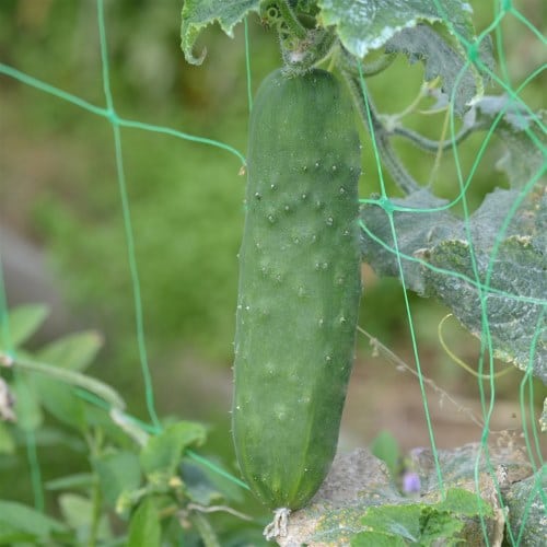 Concombre Jardin