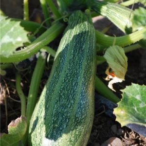 Courgette Greyzini (Grisette de Provence)