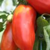 Tomate Andine Cornue semis