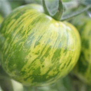 Tomate Green zebra