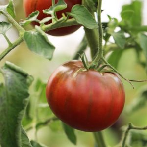 Tomate noire de crimée