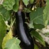 Aubergine de Barbentane-