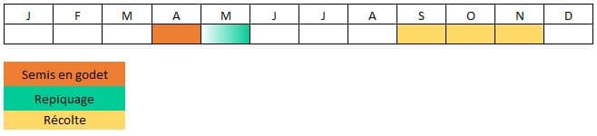 Calendrier courge musquée butternut