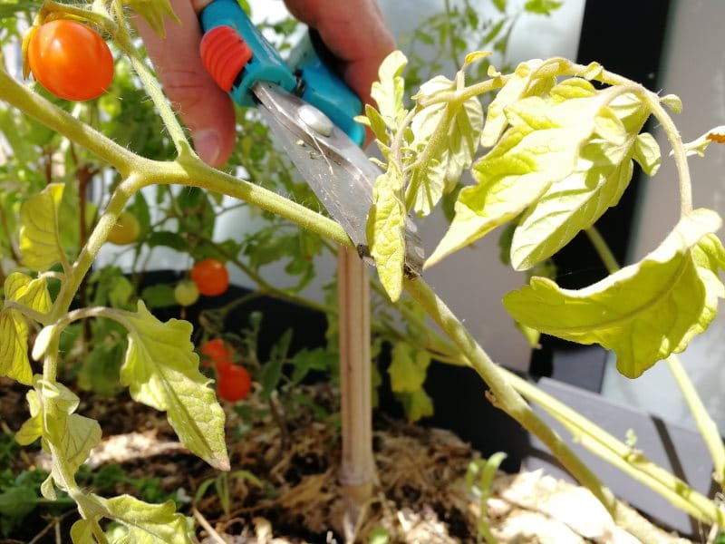 Pincement des légumes