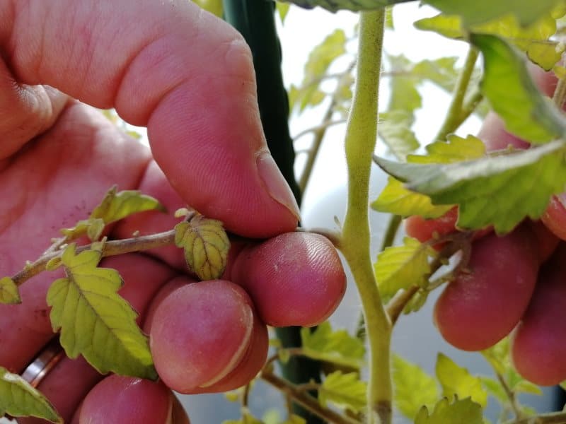 Pincement des légumes