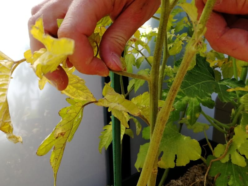 Pincement des légumes