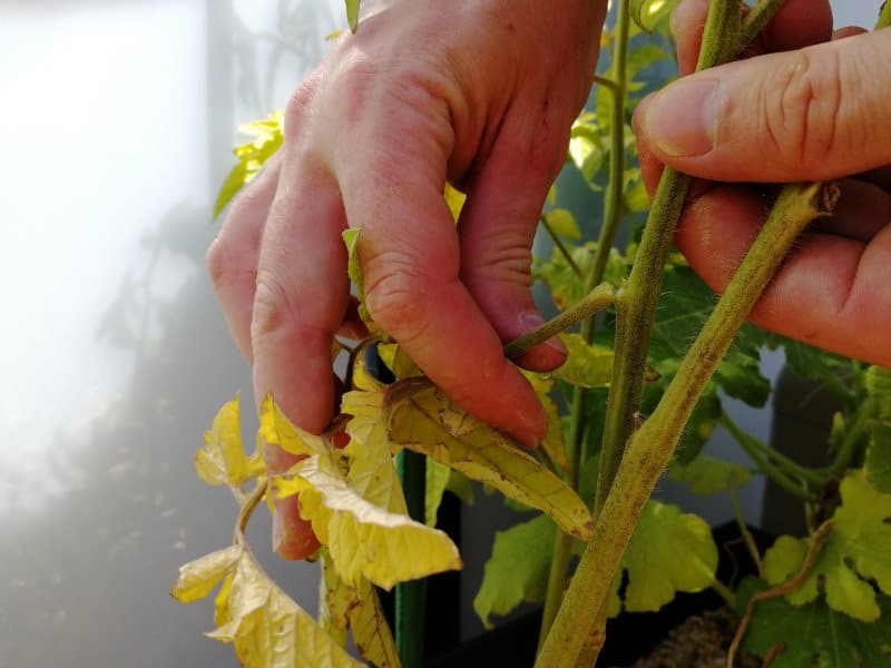 Pincement des légumes