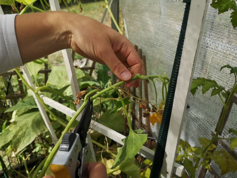 Pincement des légumes