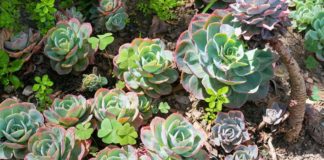 Créer un jardin sec Jardin sec