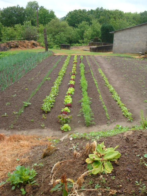 Potager en lignes