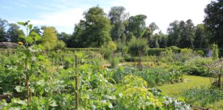 L’importance des arbres au potager Potager
