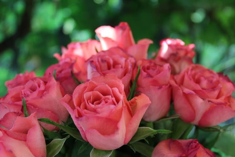 Comment choisir le nombre de roses ou la couleur d'un bouquet ?