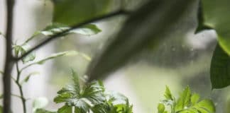 Cultiver son potager d’intérieur : bonne ou mauvaise idée ?