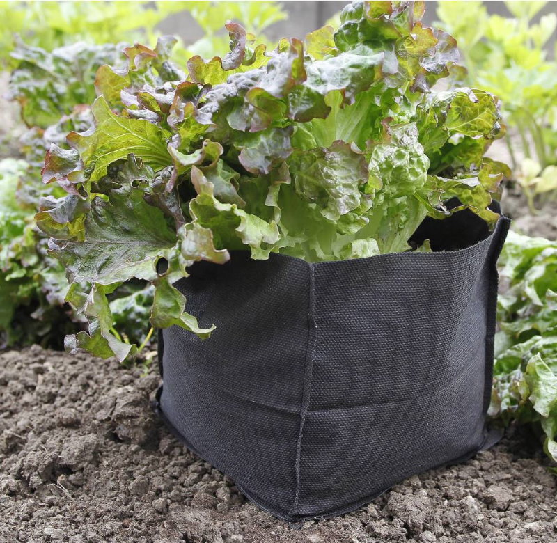 potager en sac salade