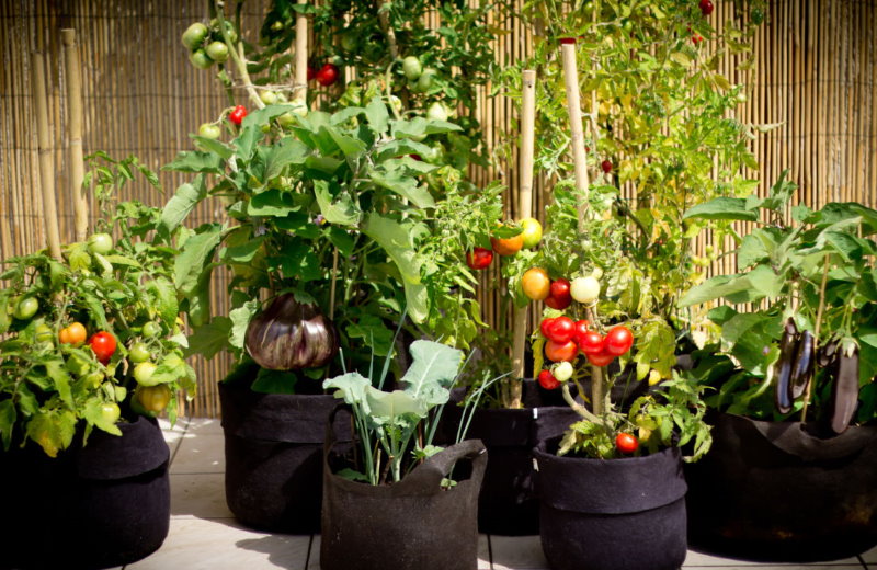 potager en sac tomates