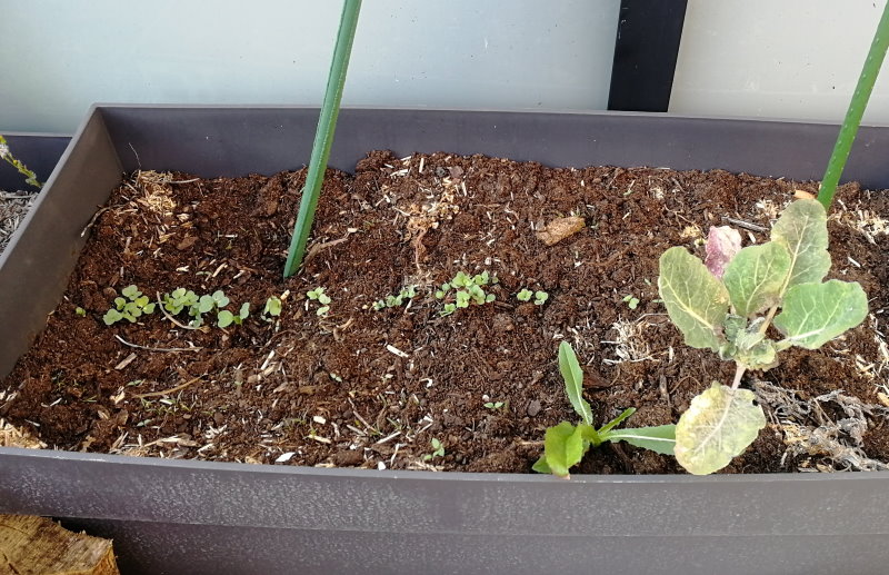 Potager sur balcon