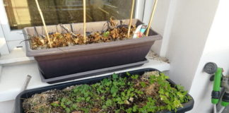 Que faire au potager durant le confinement ? Potager sur balcon