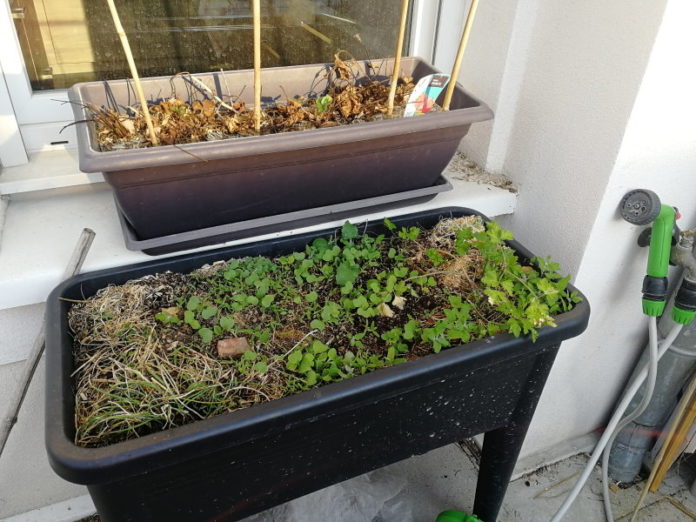 Potager sur balcon