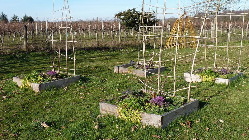 potagers en lasagnes