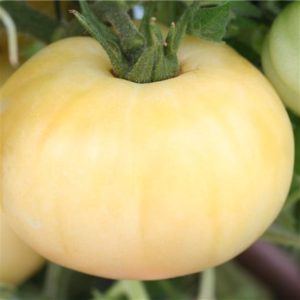 Tomate Beauté blanche