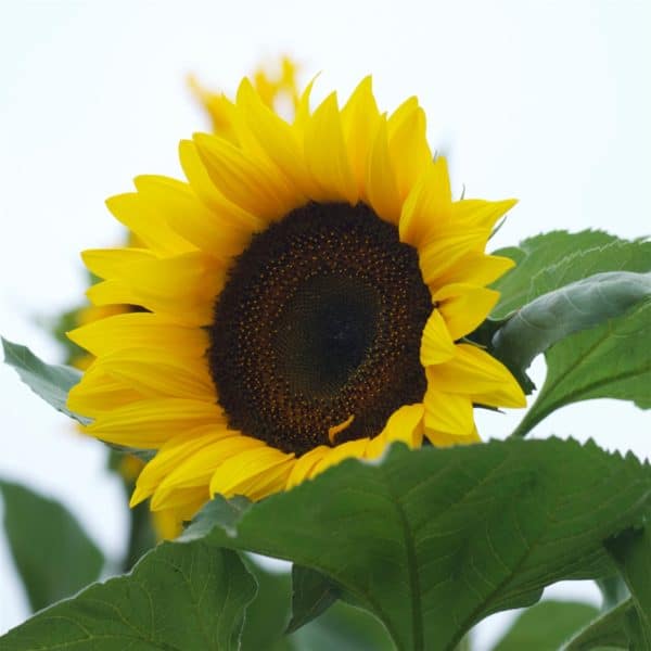 Tournesol géant