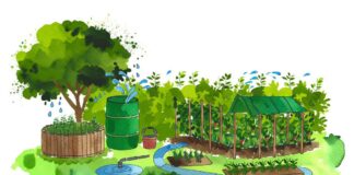 7 astuces pour économiser de l’eau au potager