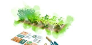 Les secrets d’un jardin potager ultra-productif : les techniques incontournables