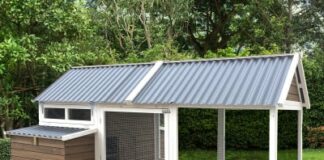 Acheter son premier poulailler : et pourquoi pas ?