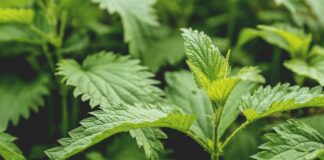 L’utilisation du purin dans le potager