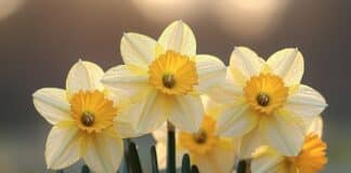 Tout savoir sur les jonquilles, l'une des premières fleurs de l'année Jonquille