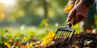 Récolter et utiliser les feuilles mortes au jardin : des solutions écologiques pour enrichir son sol feuille morte récolte
