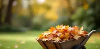 Que faire des feuilles mortes que l’on ramasse dans son jardin ? Feuilles mortes