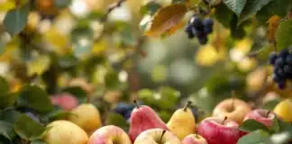 Quels fruits récolter en automne pour profiter de son jardin ? Fruits à récolter en automne