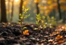 Pourquoi faut-il planter ses arbres en automne ? Planter des arbres en automne