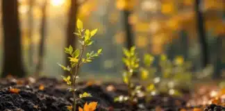 Pourquoi faut-il planter ses arbres en automne ? Planter des arbres en automne