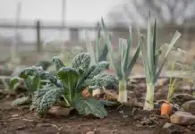 Quels légumes planter au potager en janvier Legumes à planter en janvier