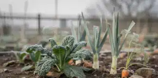 Quels légumes planter au potager en janvier Legumes à planter en janvier