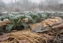 Faut-il pailler son potager en hiver ? Avantages et erreurs fréquentes Pailler en hiver